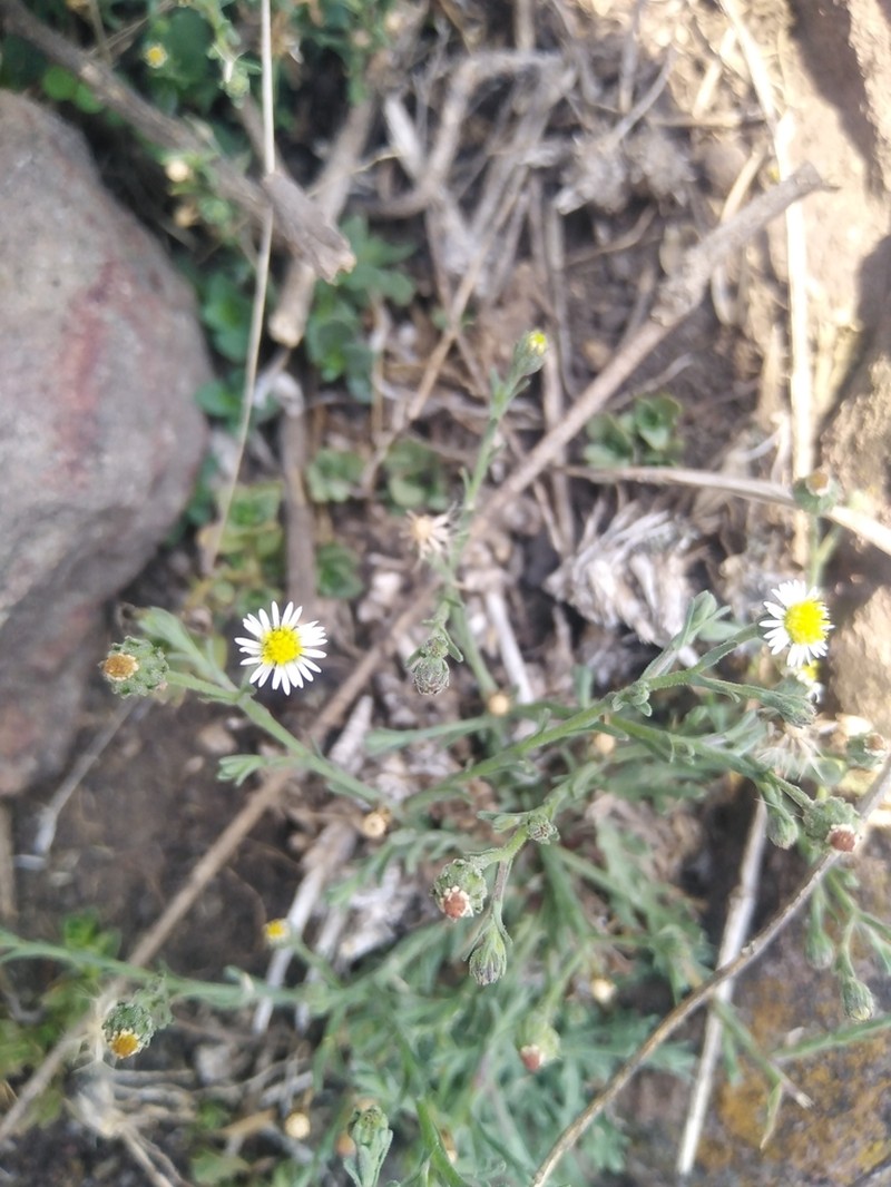 Trans-Pecos Tansyaster photo 3