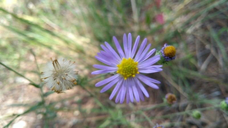 Trans-Pecos Tansyaster photo 4
