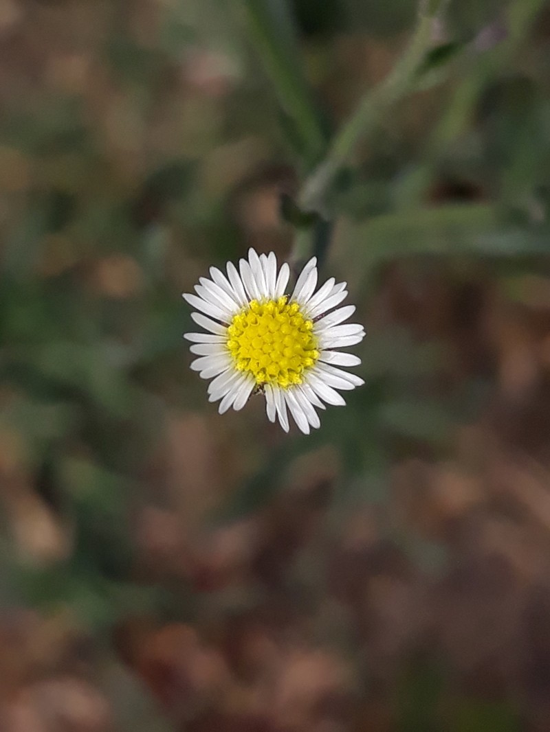 Trans-Pecos Tansyaster photo 5
