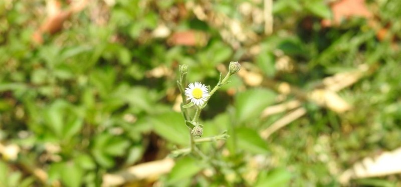 Trans-Pecos Tansyaster photo 6