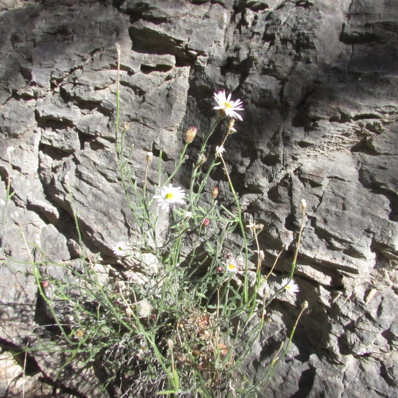 Trans-Pecos Tansyaster photo 7