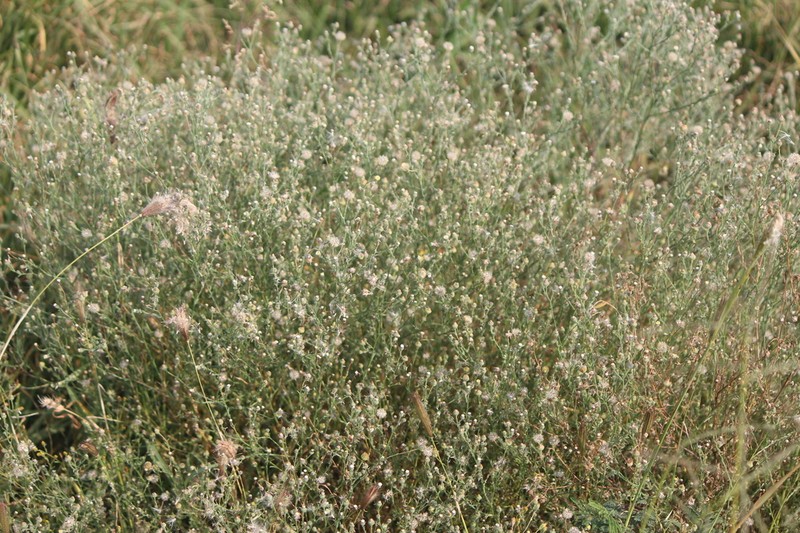 Trans-Pecos Tansyaster photo 8