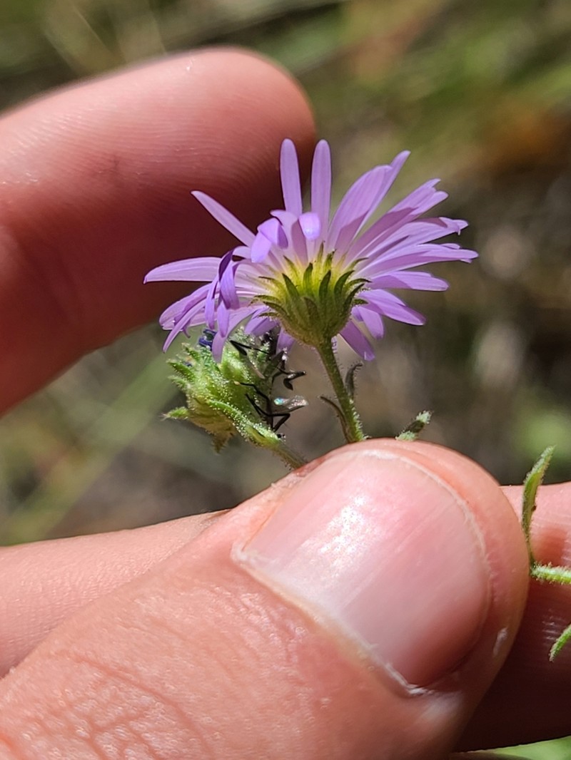 Mexican Tansyaster