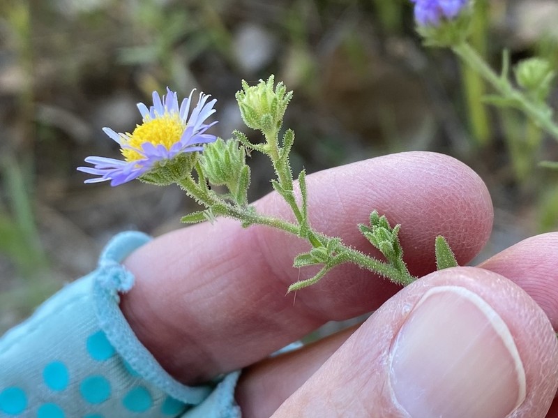 Mexican Tansyaster photo 2