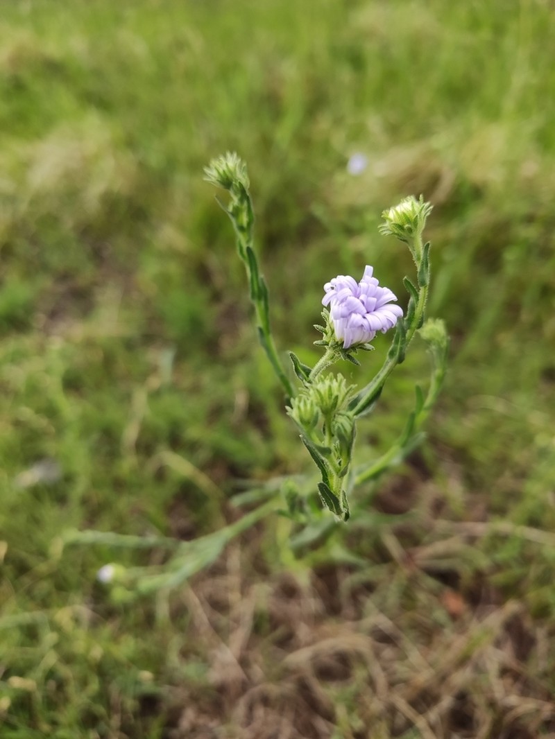 Mexican Tansyaster photo 3