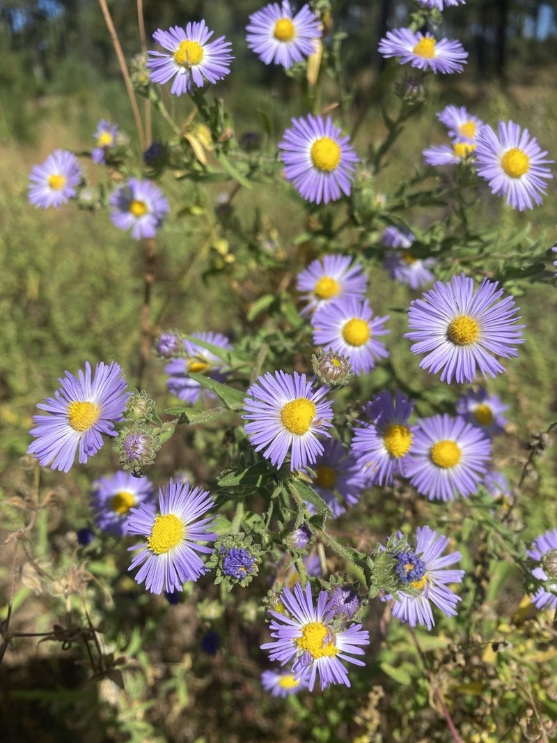 Mexican Tansyaster photo 4