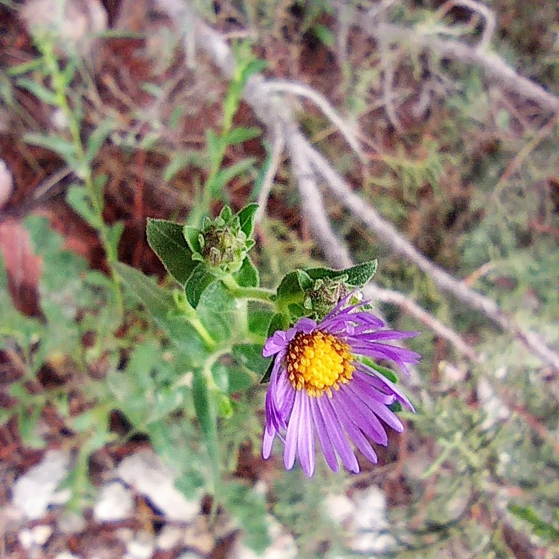 Mexican Tansyaster photo 5