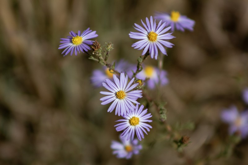 Mexican Tansyaster photo 6
