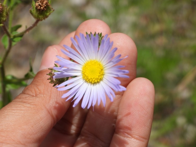 Mexican Tansyaster photo 7