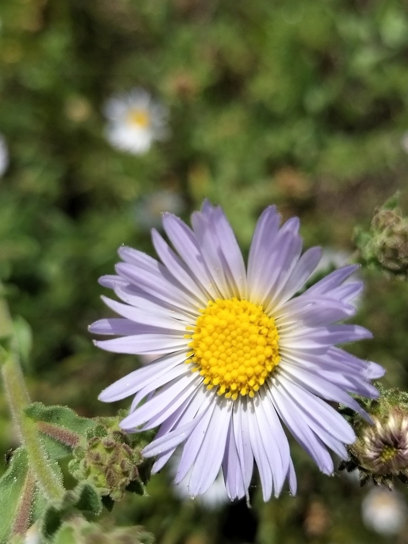 Mexican Tansyaster photo 8