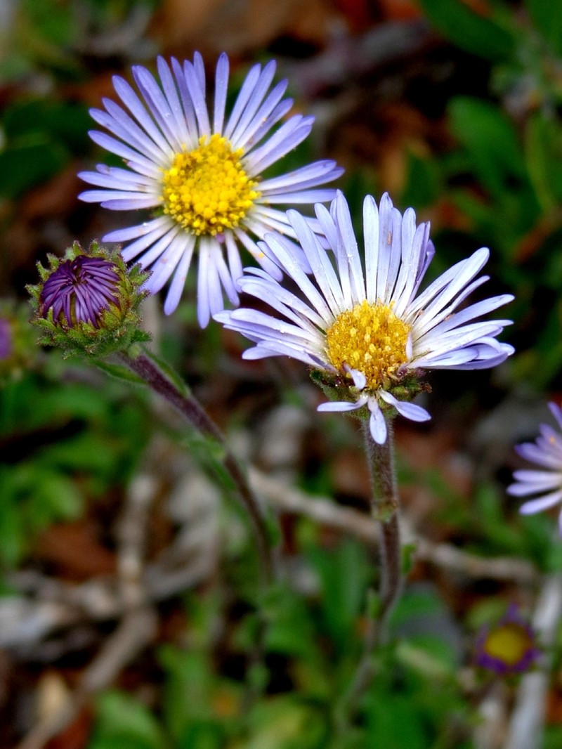 Psilactis odysseus