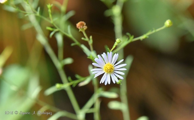 Slender Tansyaster photo 2