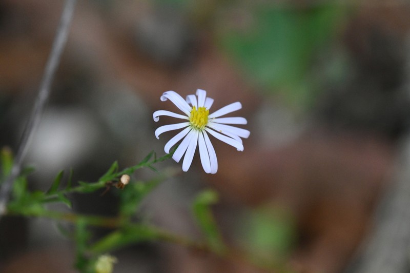 Slender Tansyaster photo 3