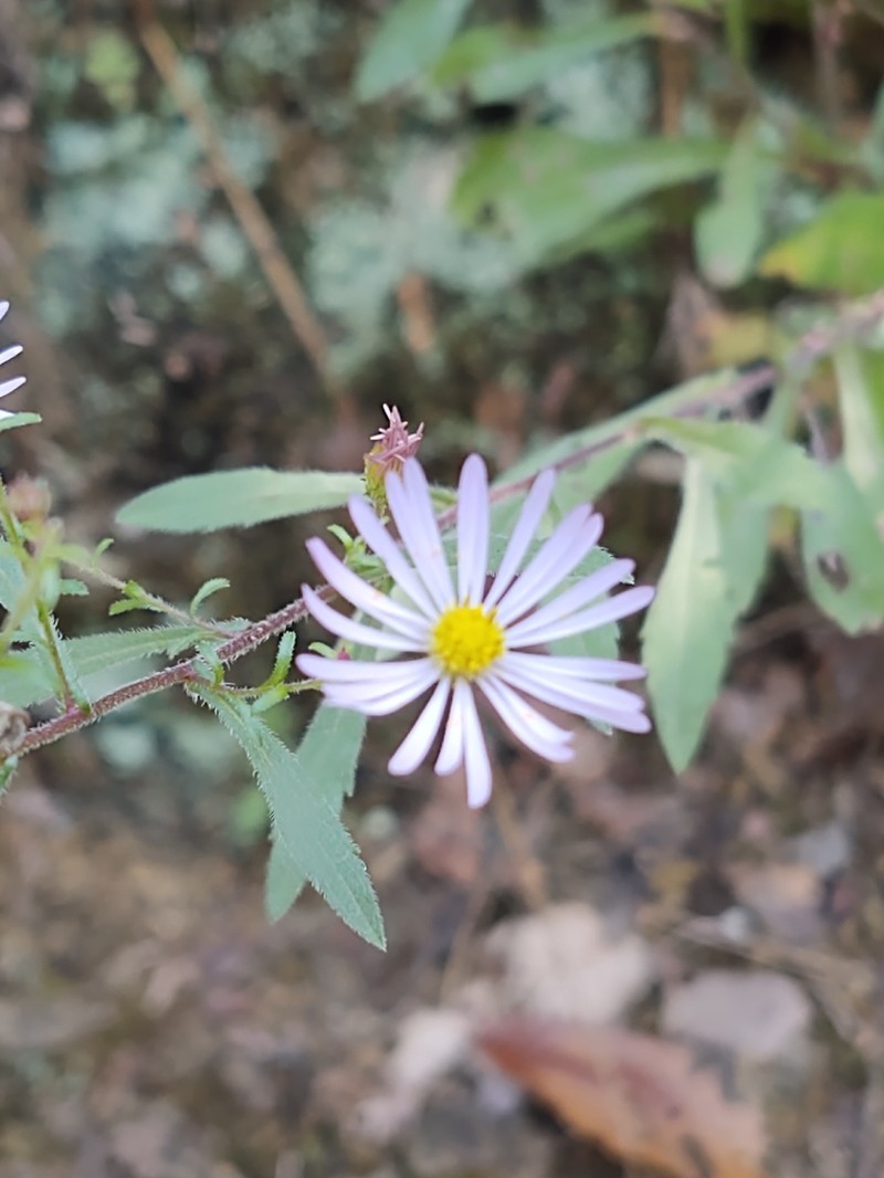 Slender Tansyaster photo 4
