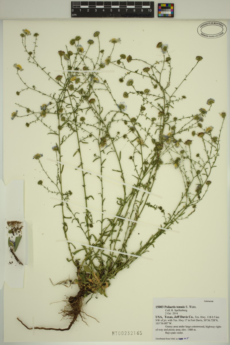Slender Tansyaster photo 6
