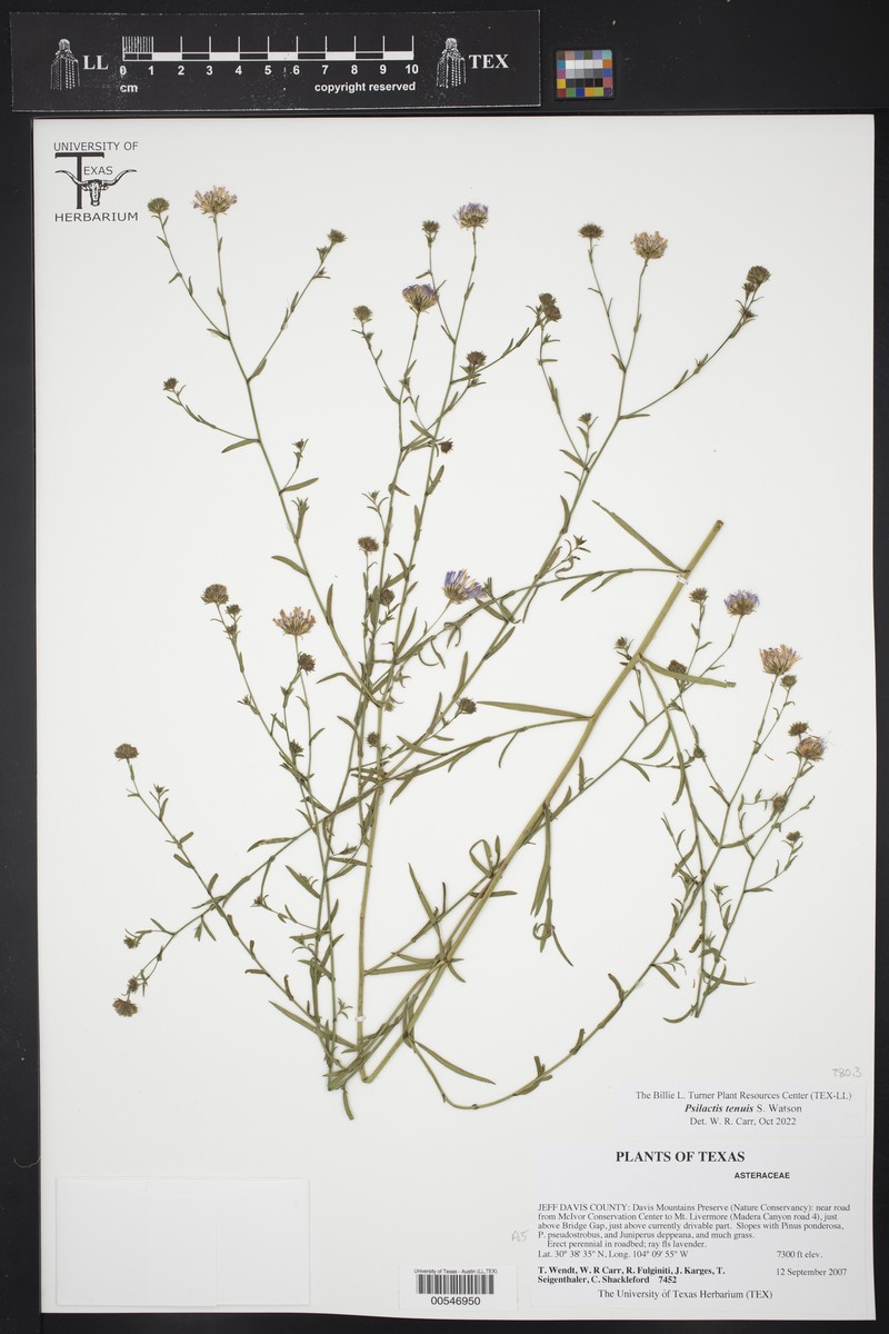 Slender Tansyaster photo 7