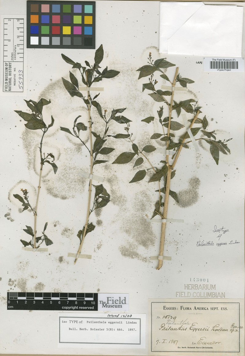 Psilanthele eggersii