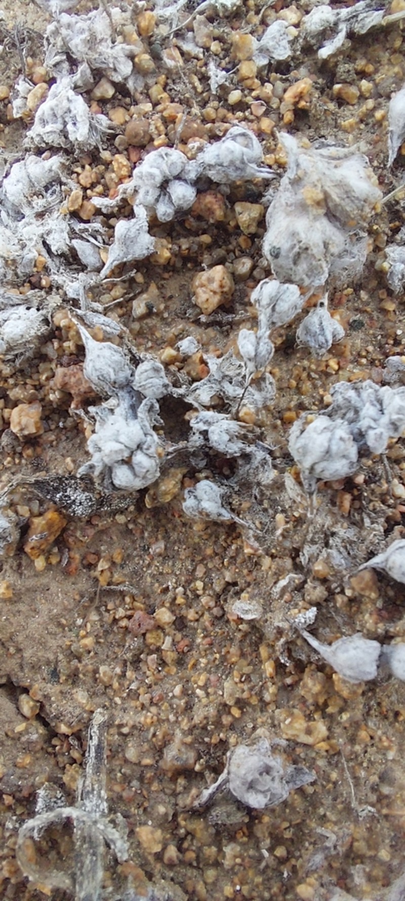 Short Woollyheads photo 6