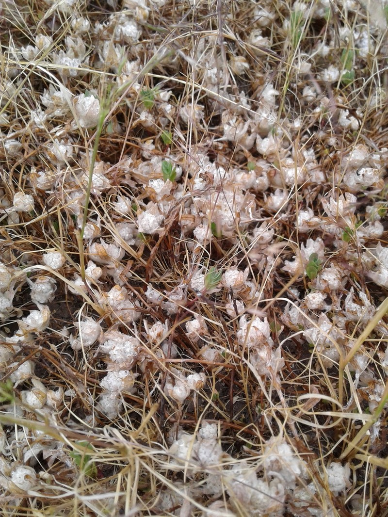 Short Woollyheads photo 7