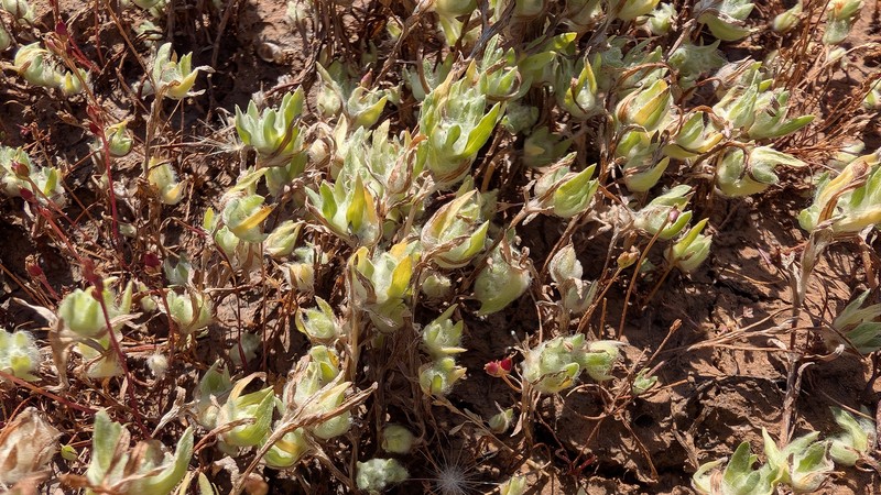 Psilocarphus brevissimus var. brevissimus