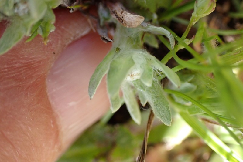 Psilocarphus brevissimus var. brevissimus photo 3