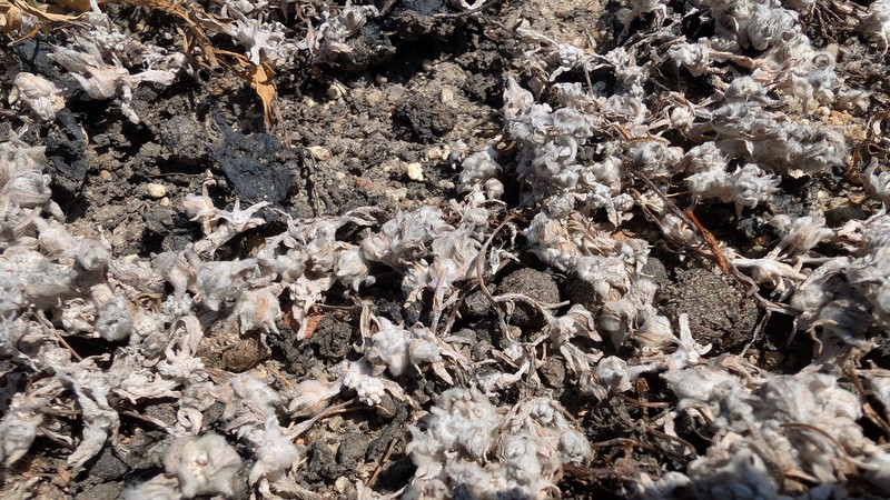 Psilocarphus brevissimus var. brevissimus photo 4