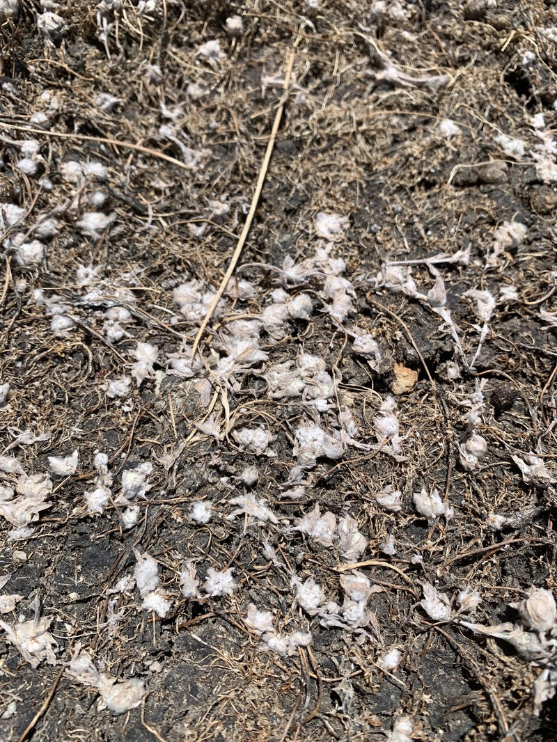 Psilocarphus brevissimus var. brevissimus photo 5