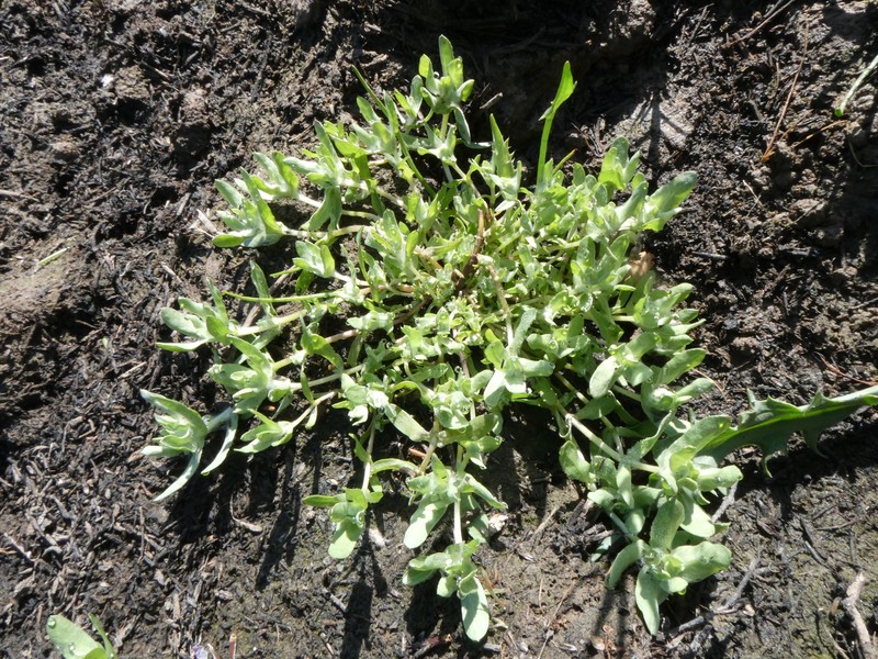 Psilocarphus brevissimus var. brevissimus photo 6