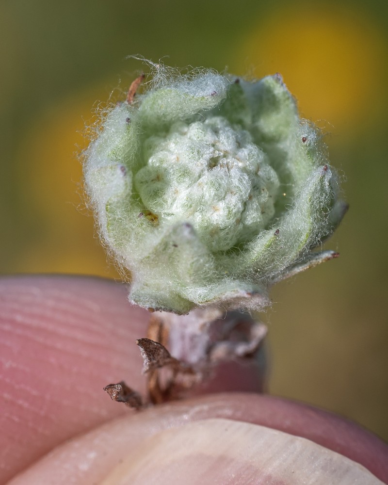 Psilocarphus brevissimus var. brevissimus photo 7