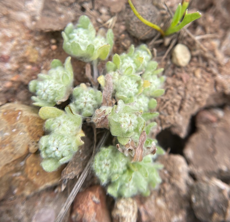 Psilocarphus brevissimus var. brevissimus photo 8