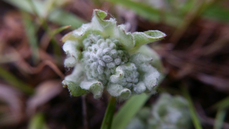 Psilocarphus brevissimus var. multiflorus photo 2
