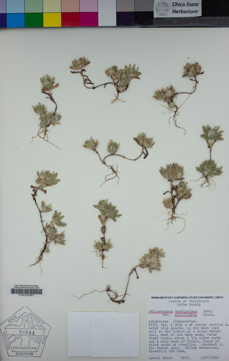 Psilocarphus brevissimus var. multiflorus photo 4