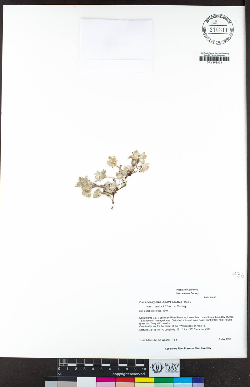 Psilocarphus brevissimus var. multiflorus photo 5