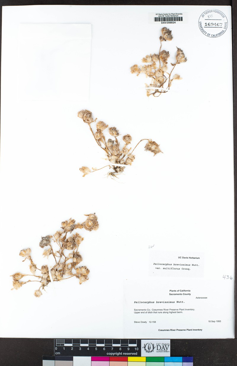 Psilocarphus brevissimus var. multiflorus photo 6