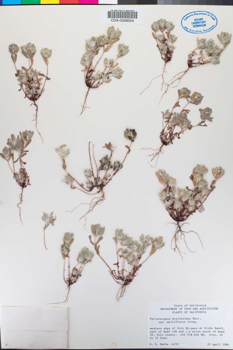 Psilocarphus brevissimus var. multiflorus photo 7