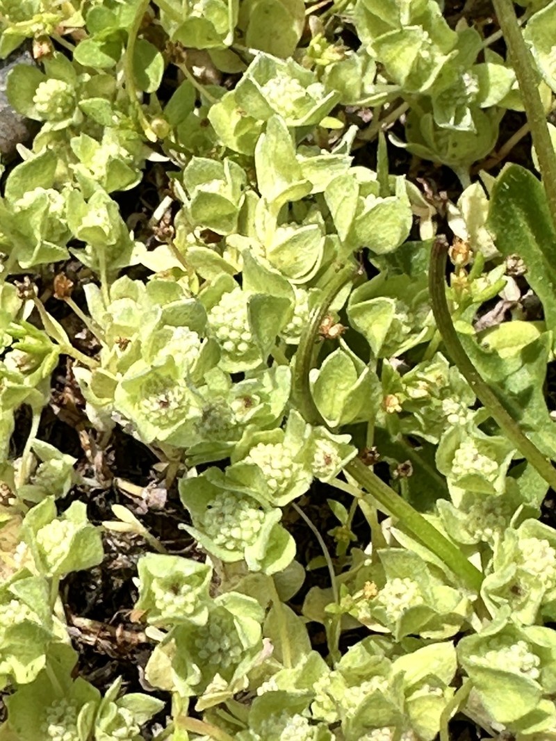 Psilocarphus chilensis photo 2