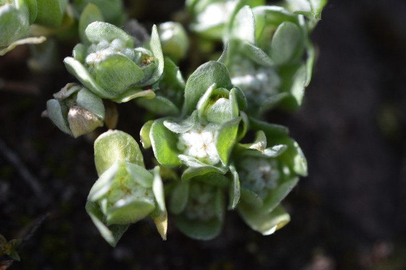 Psilocarphus chilensis photo 3