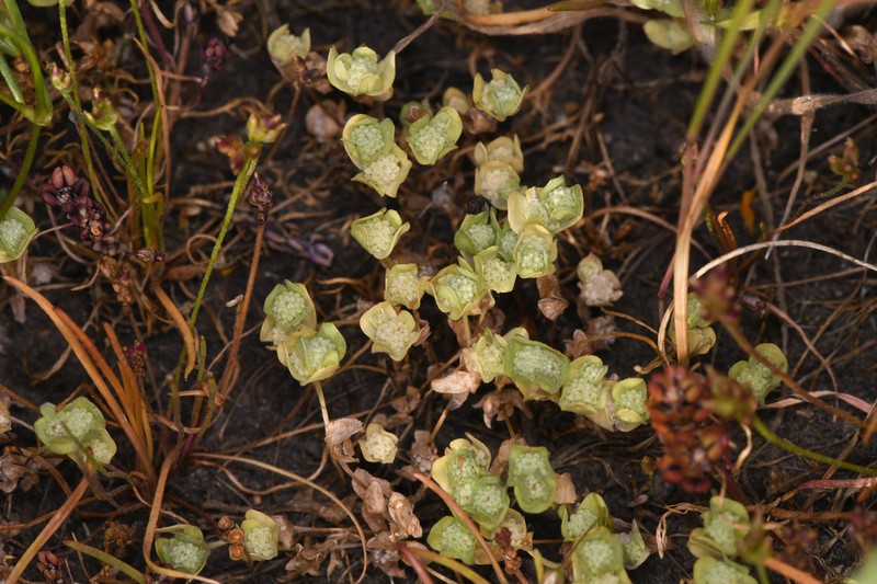 Psilocarphus chilensis photo 4