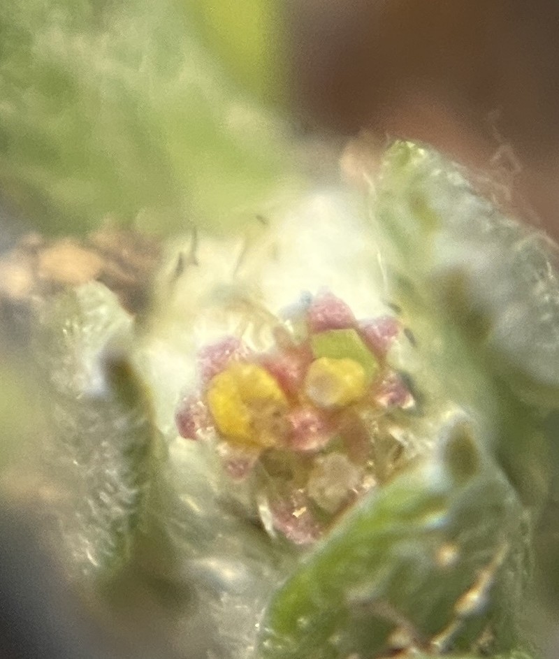 Psilocarphus chilensis photo 5