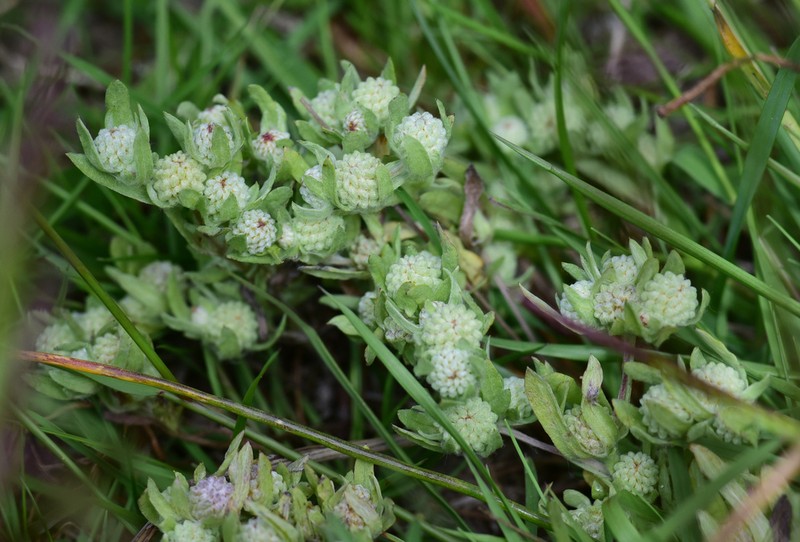 Meadow Woollyheads photo 2