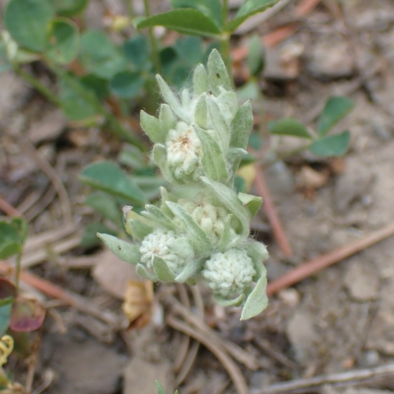 Meadow Woollyheads photo 3