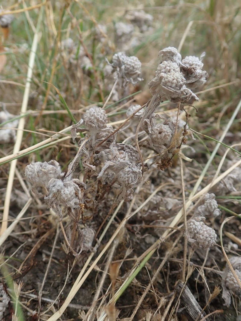 Meadow Woollyheads photo 4
