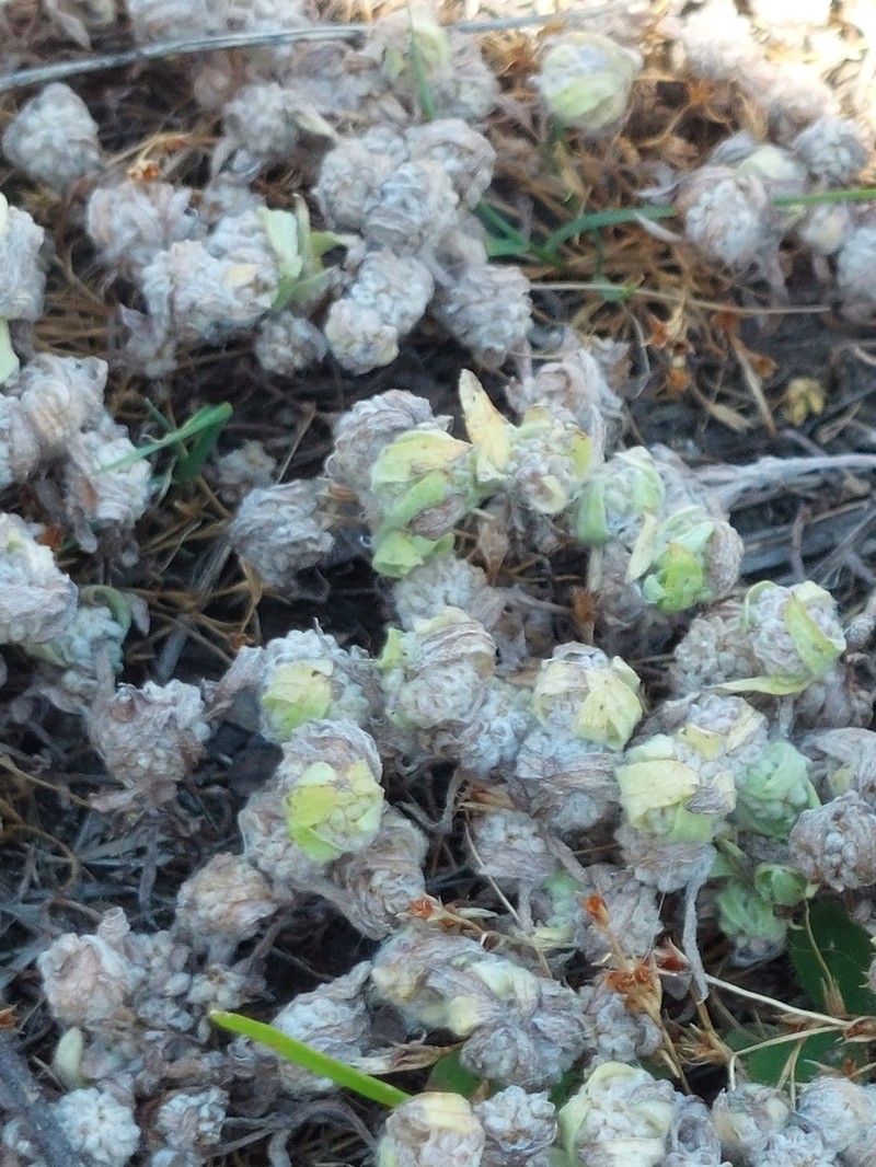 Meadow Woollyheads photo 5