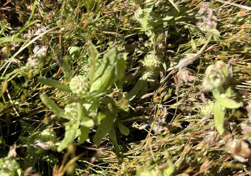Meadow Woollyheads photo 7