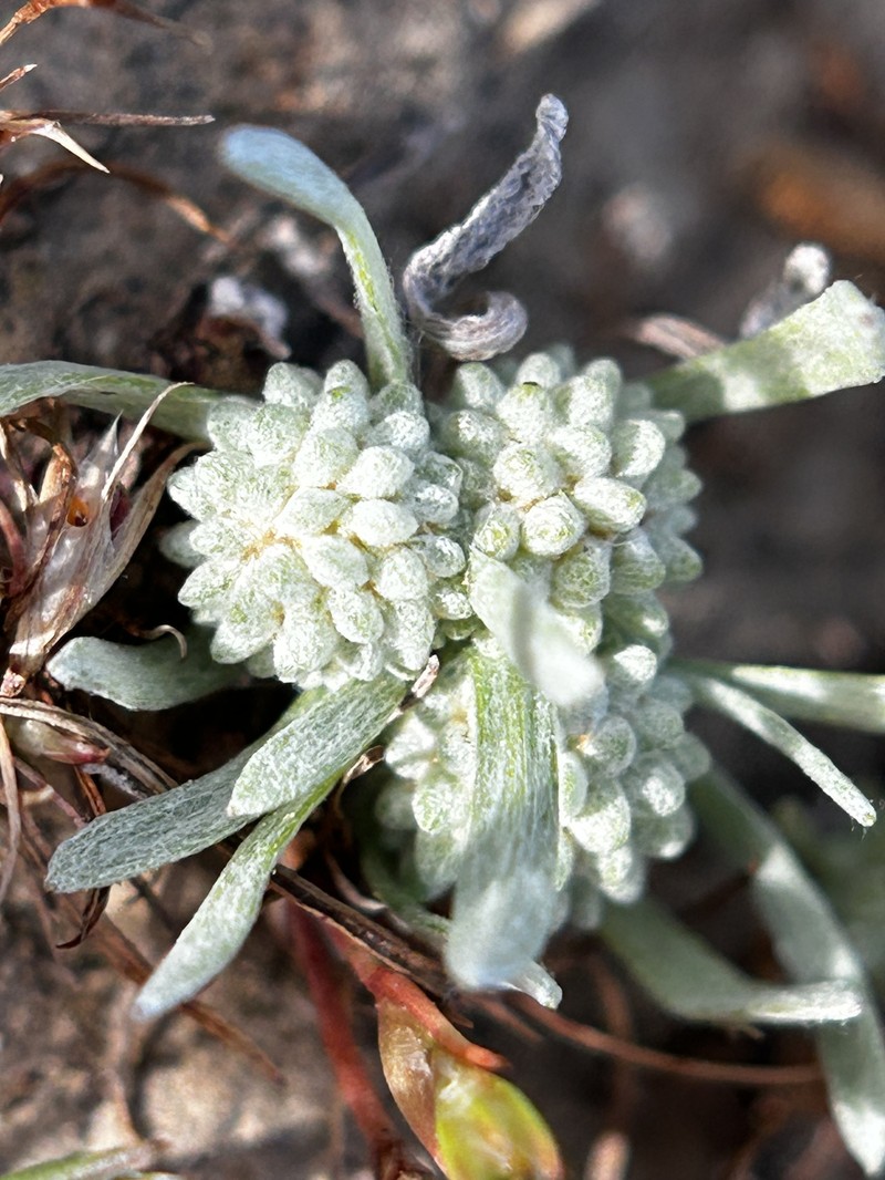 Oregon Woollyheads