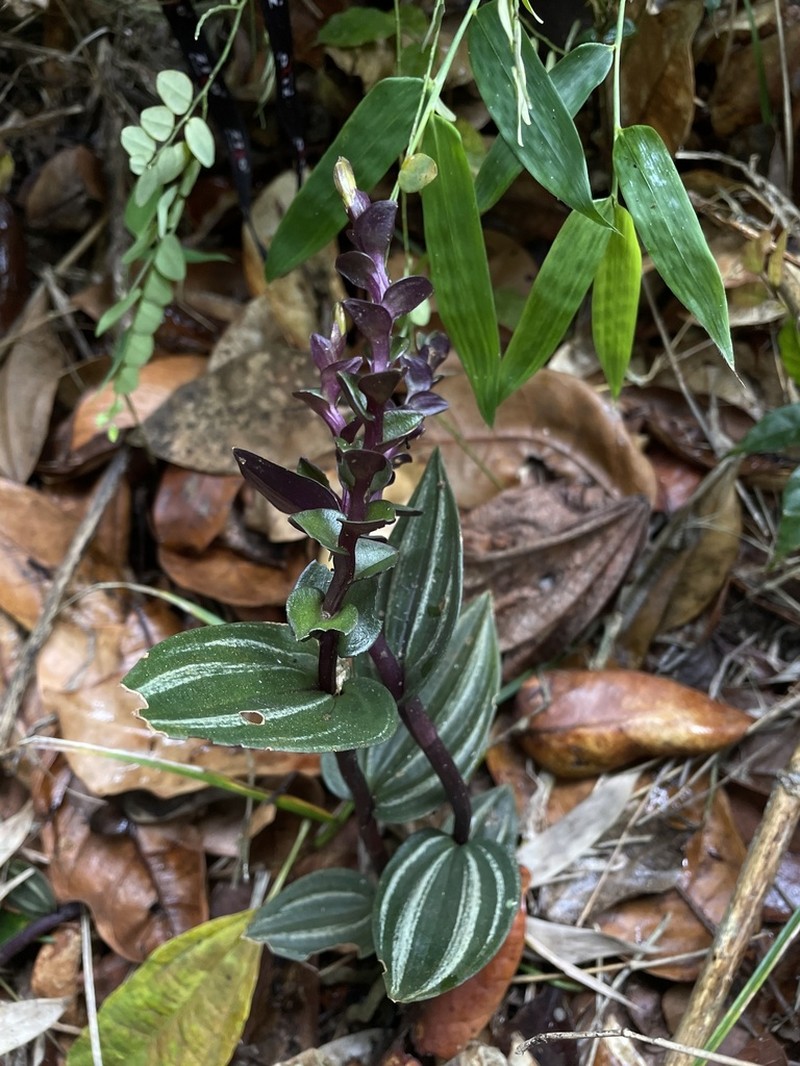 Raggedlip Orchid