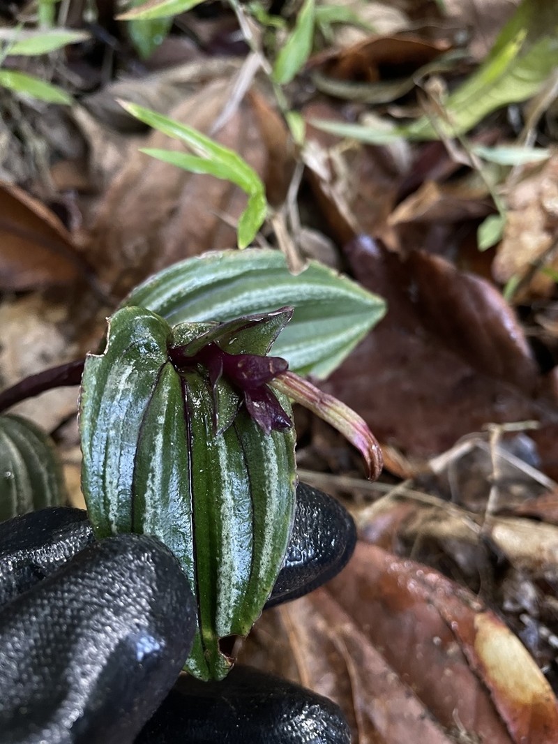 Raggedlip Orchid photo 2