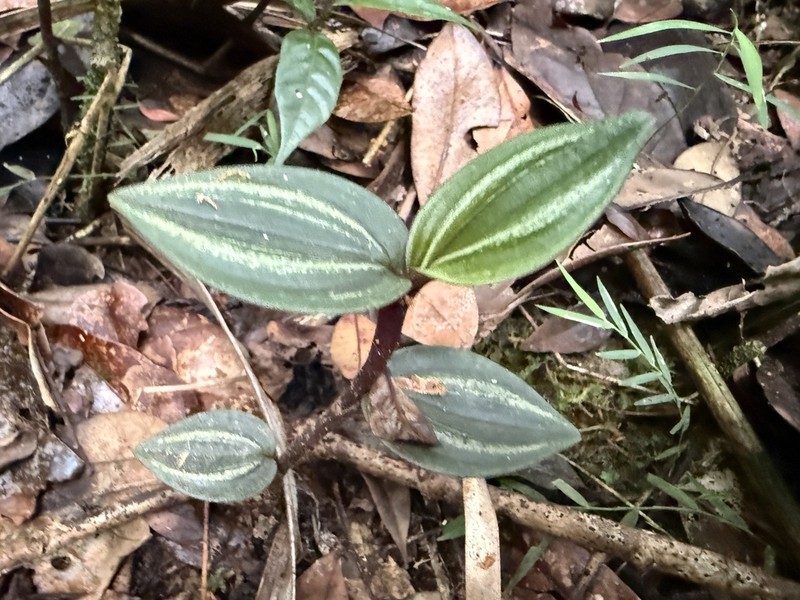 Raggedlip Orchid photo 3