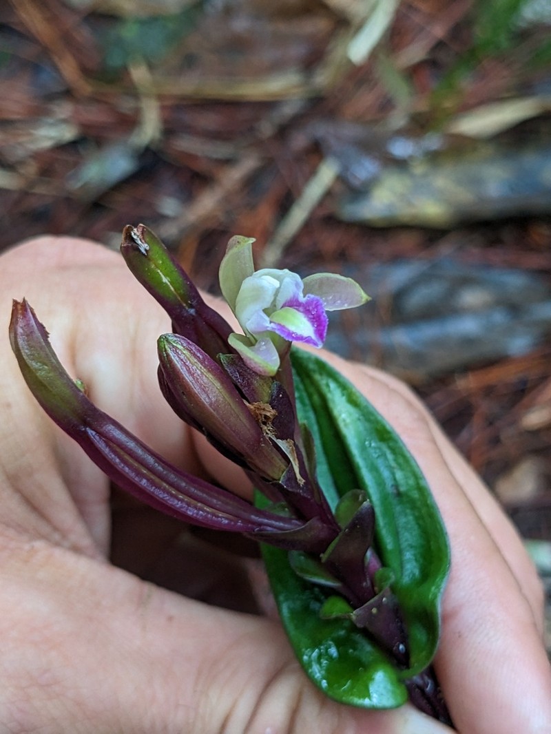 Raggedlip Orchid photo 4