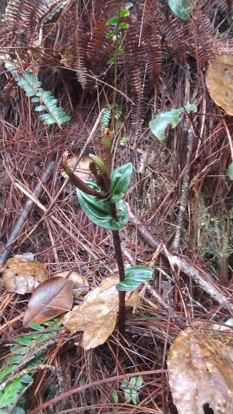 Raggedlip Orchid photo 5
